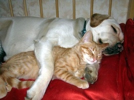 Vriendschap hond en kat