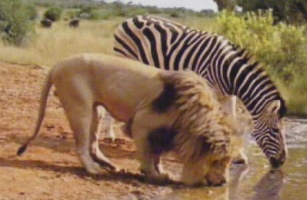 Leeuw en zebra