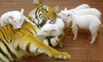 Tijger met biggetjes