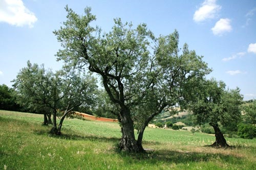 Olijfbomen