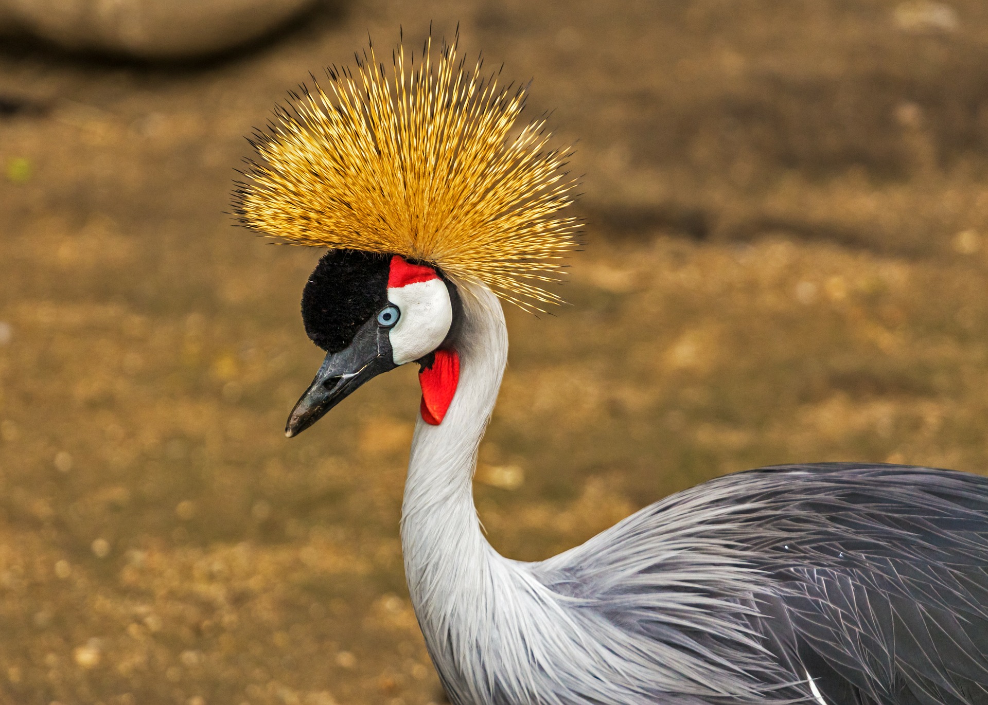 Kraanvogel