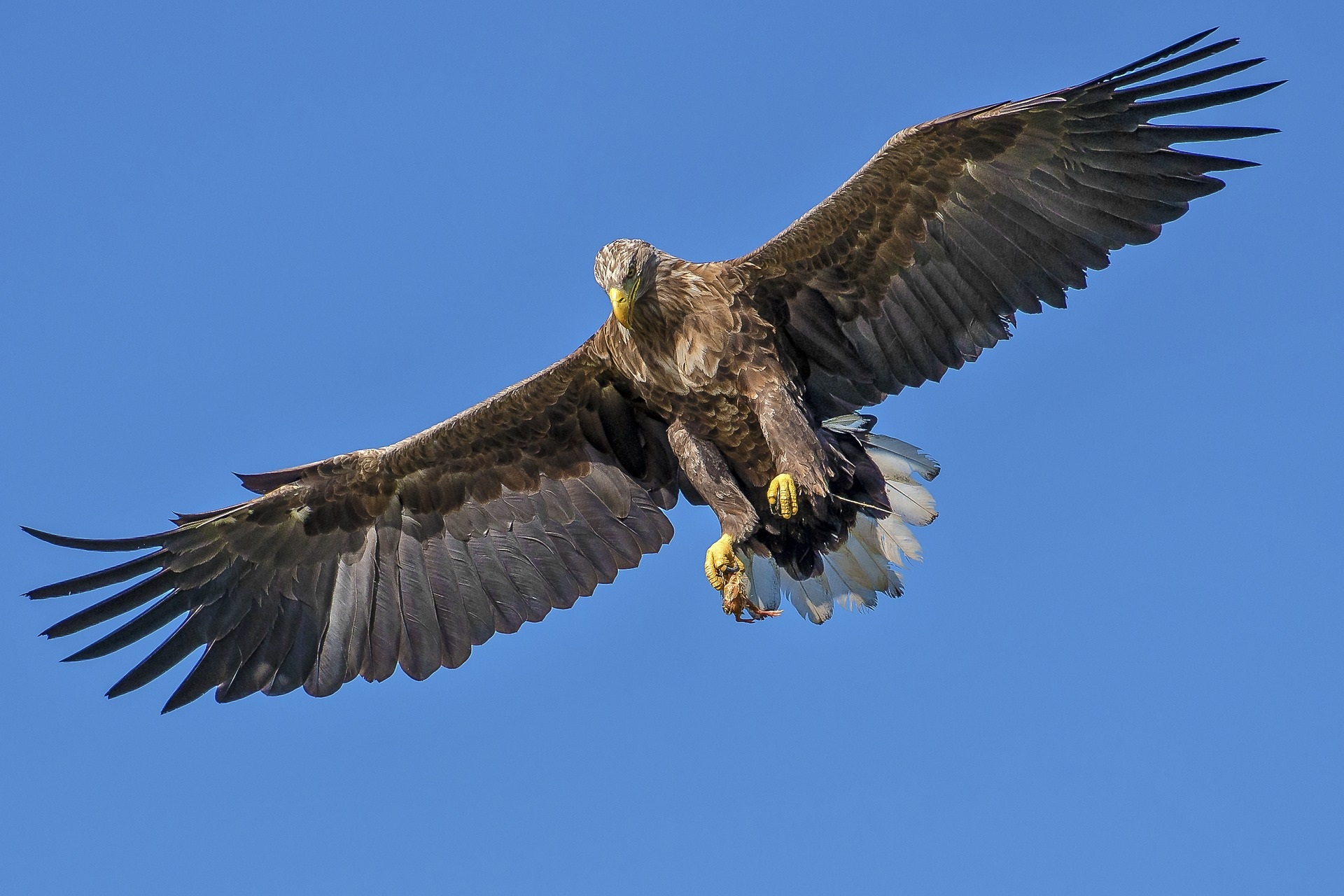 Arend in vogelvlucht