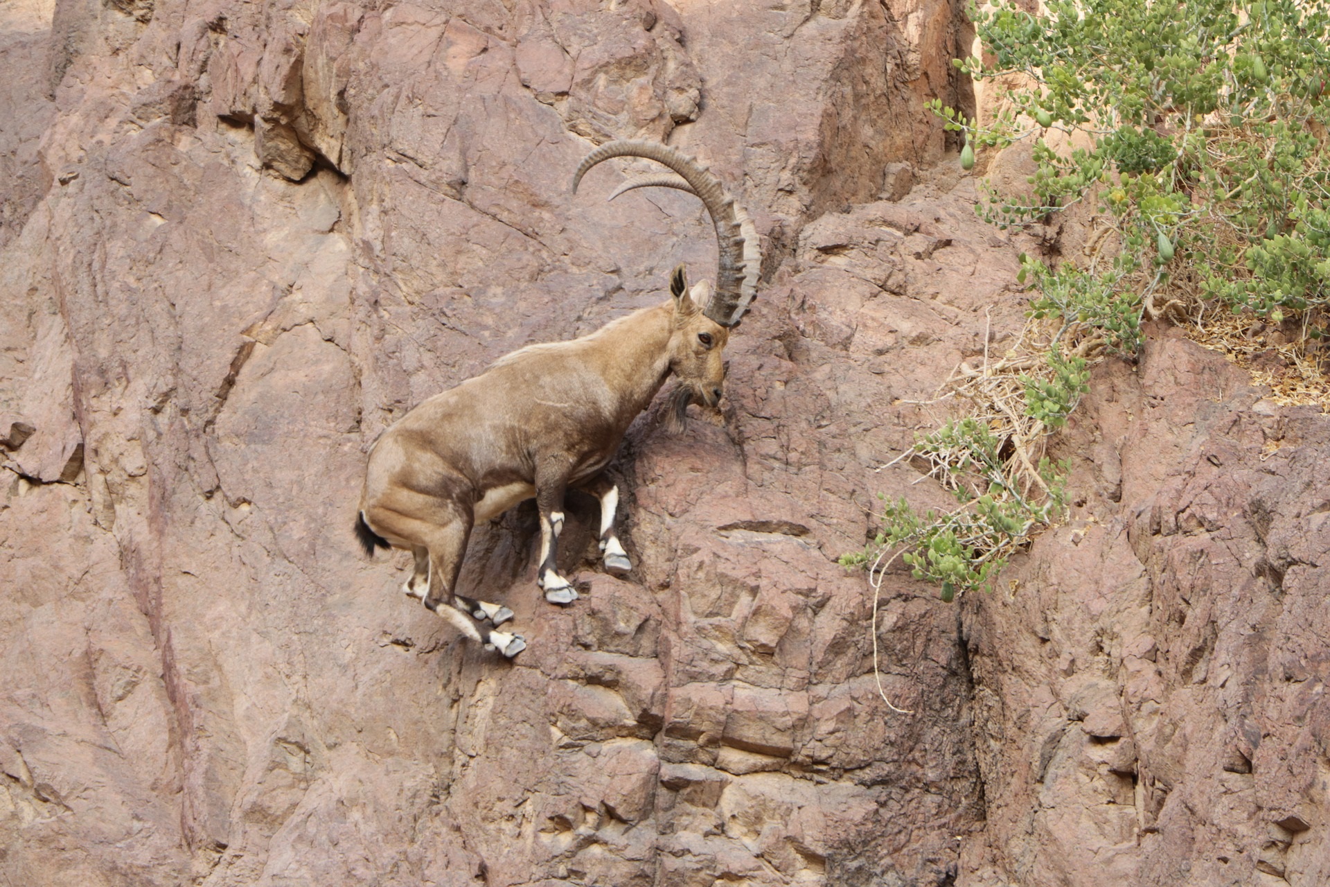 Steenbok