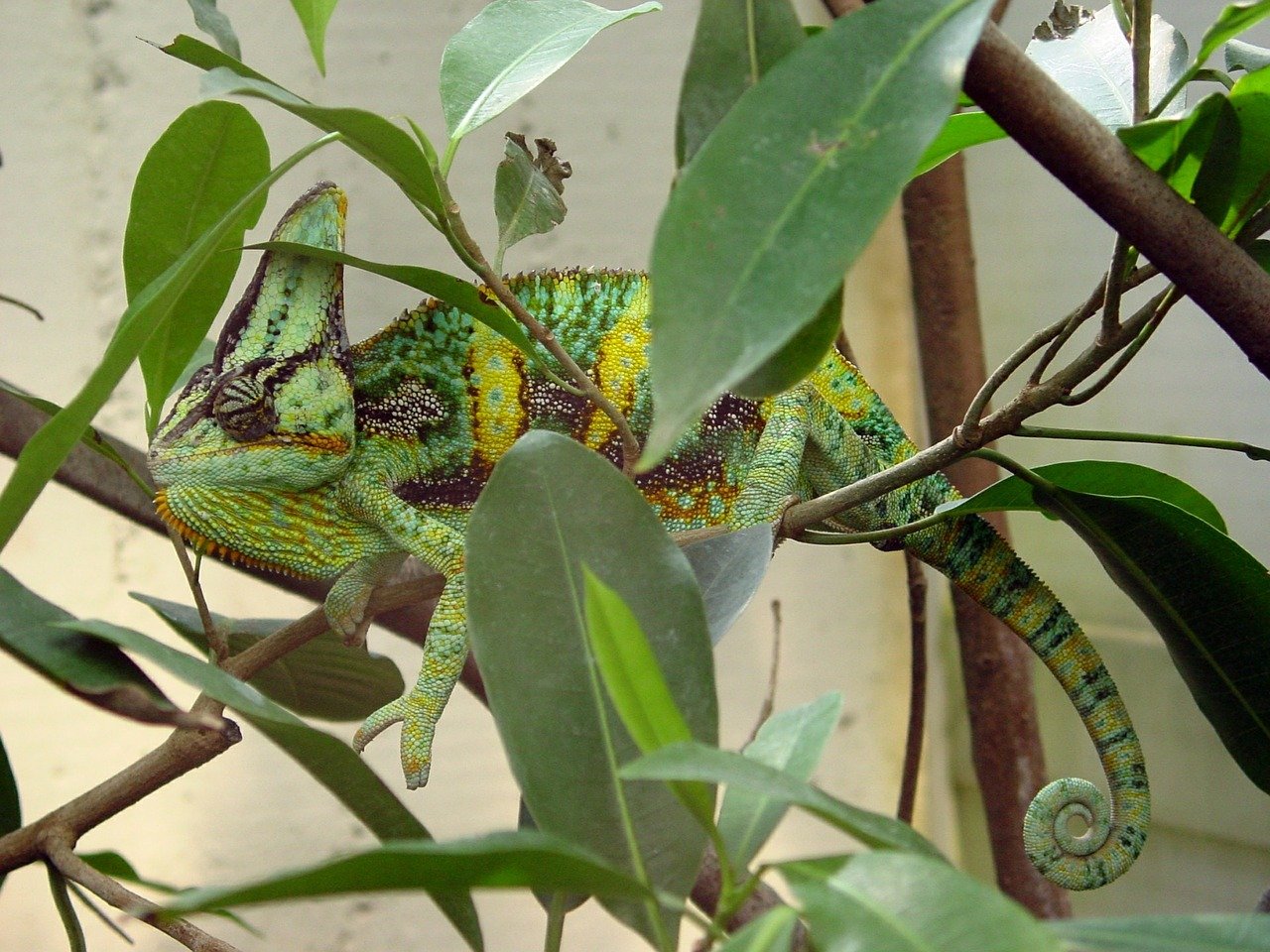 Kameleon