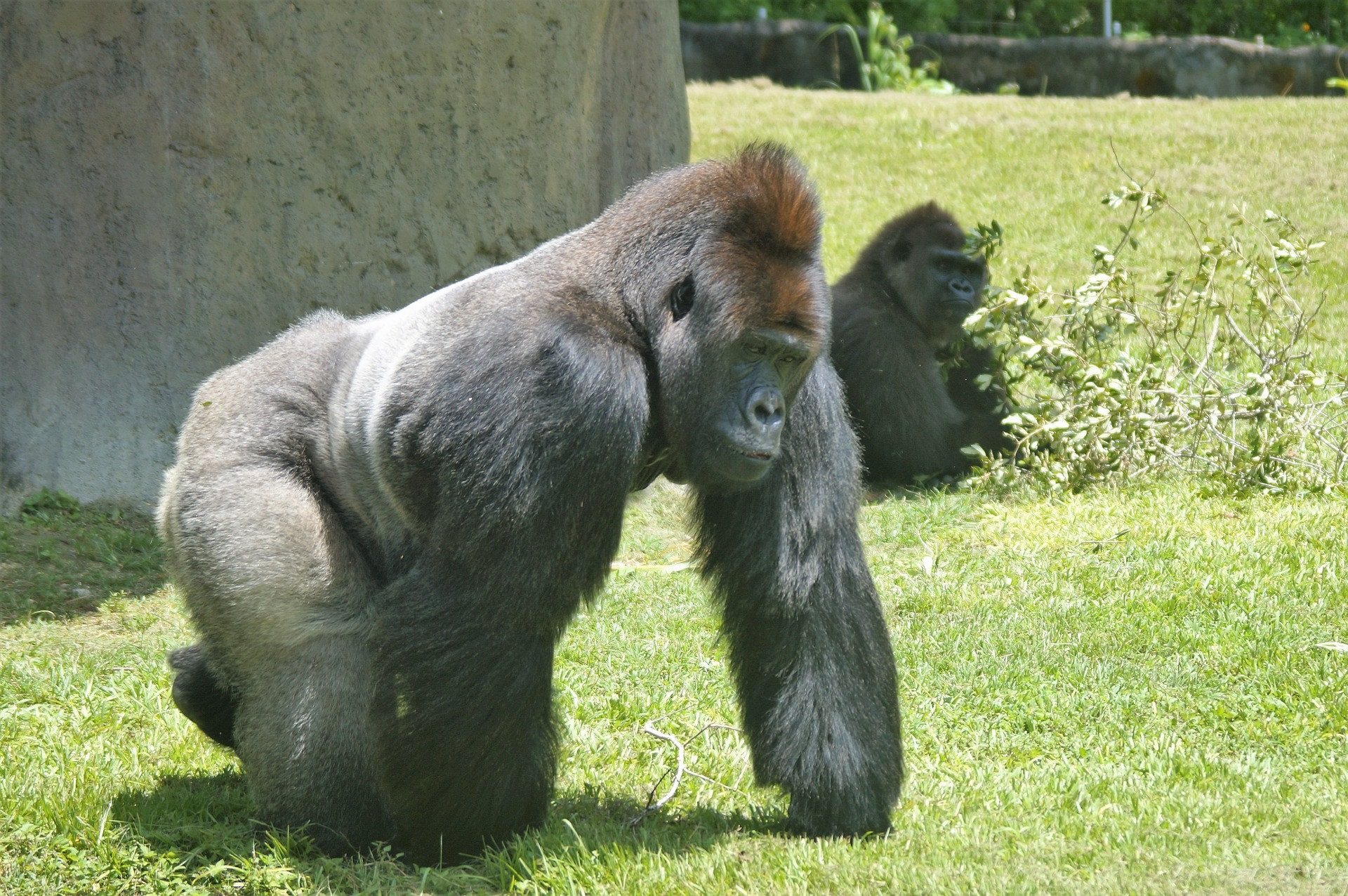 Gorilla's