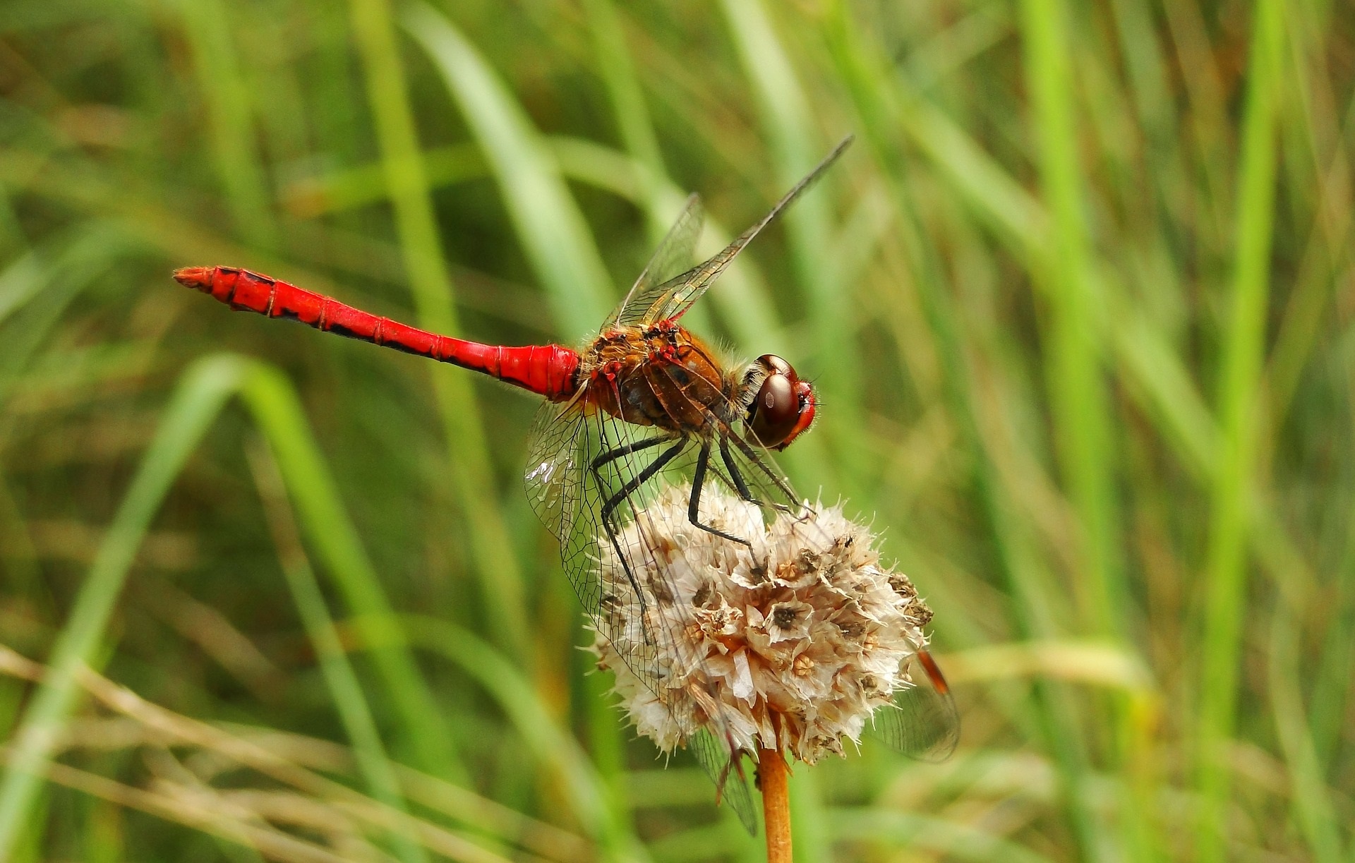 Libelle