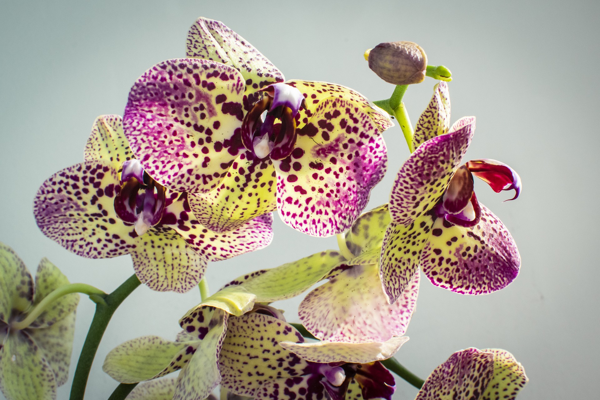 Orchideeën