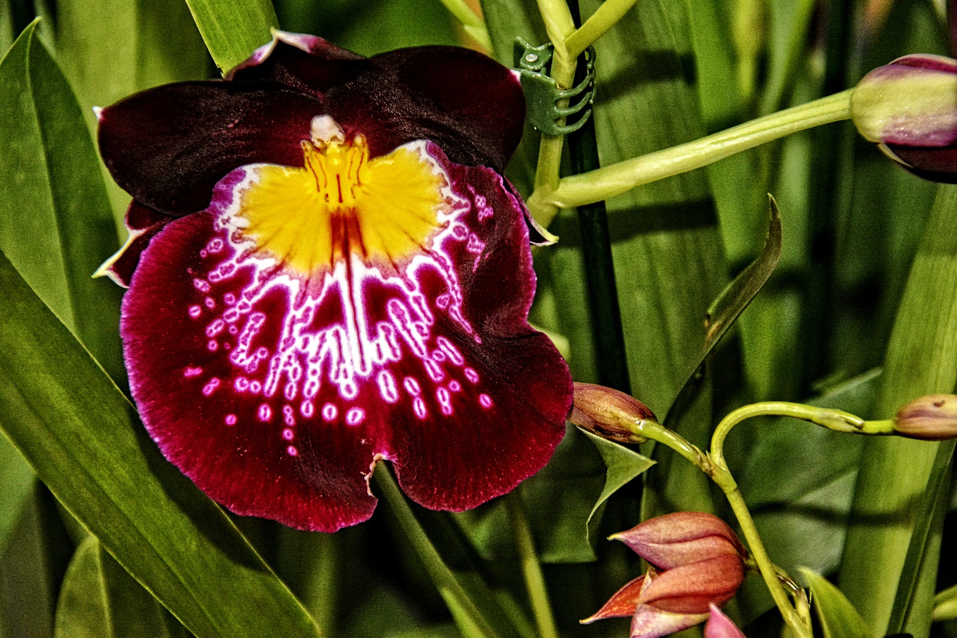 Zeldzame_orchidee