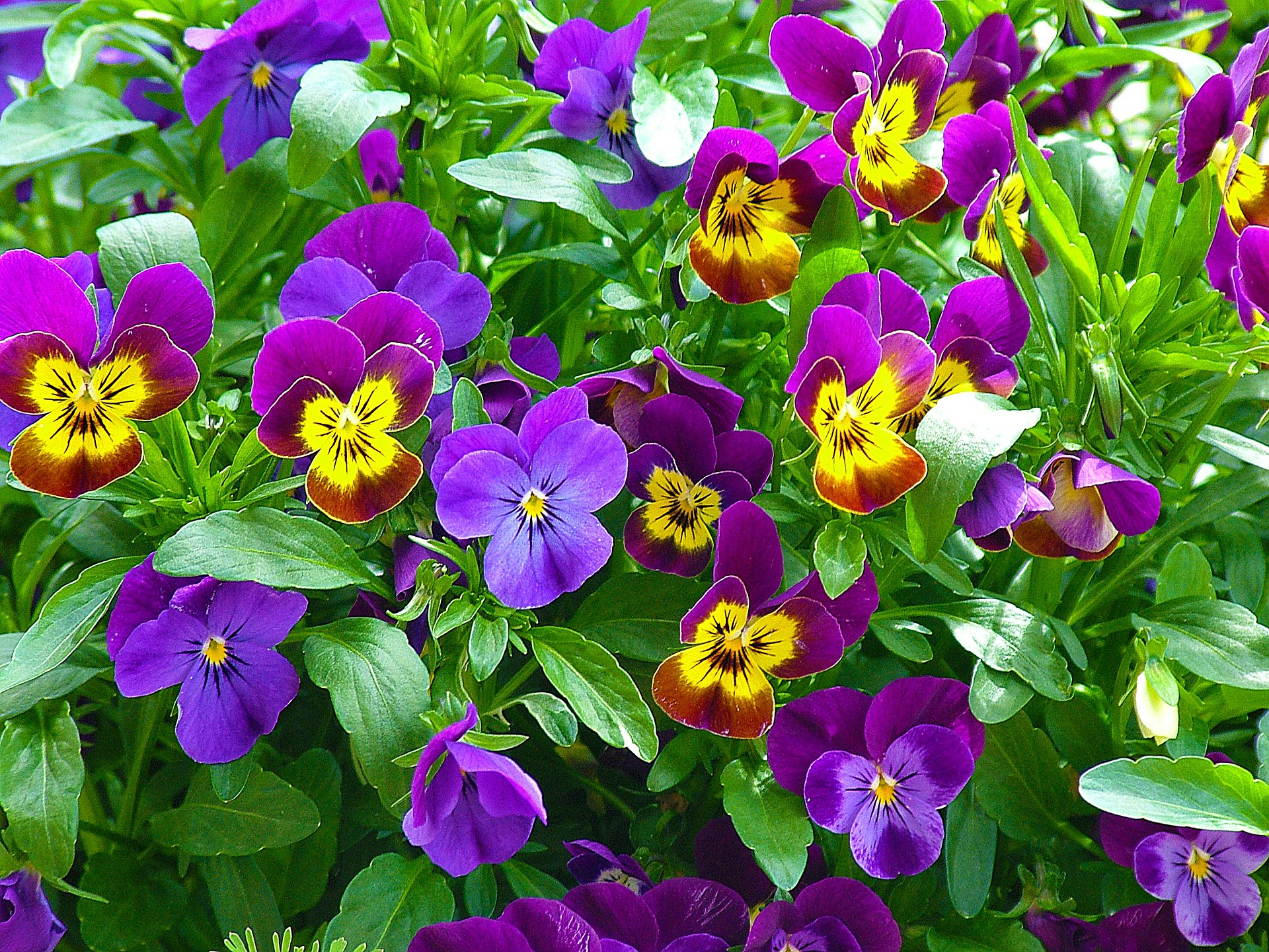 Viooltjes